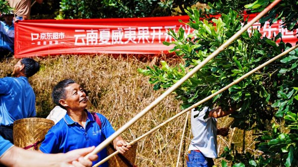 配资专家门户 云南夏威夷果又迎丰收年 年产达7万吨超原产国丨新消费观察